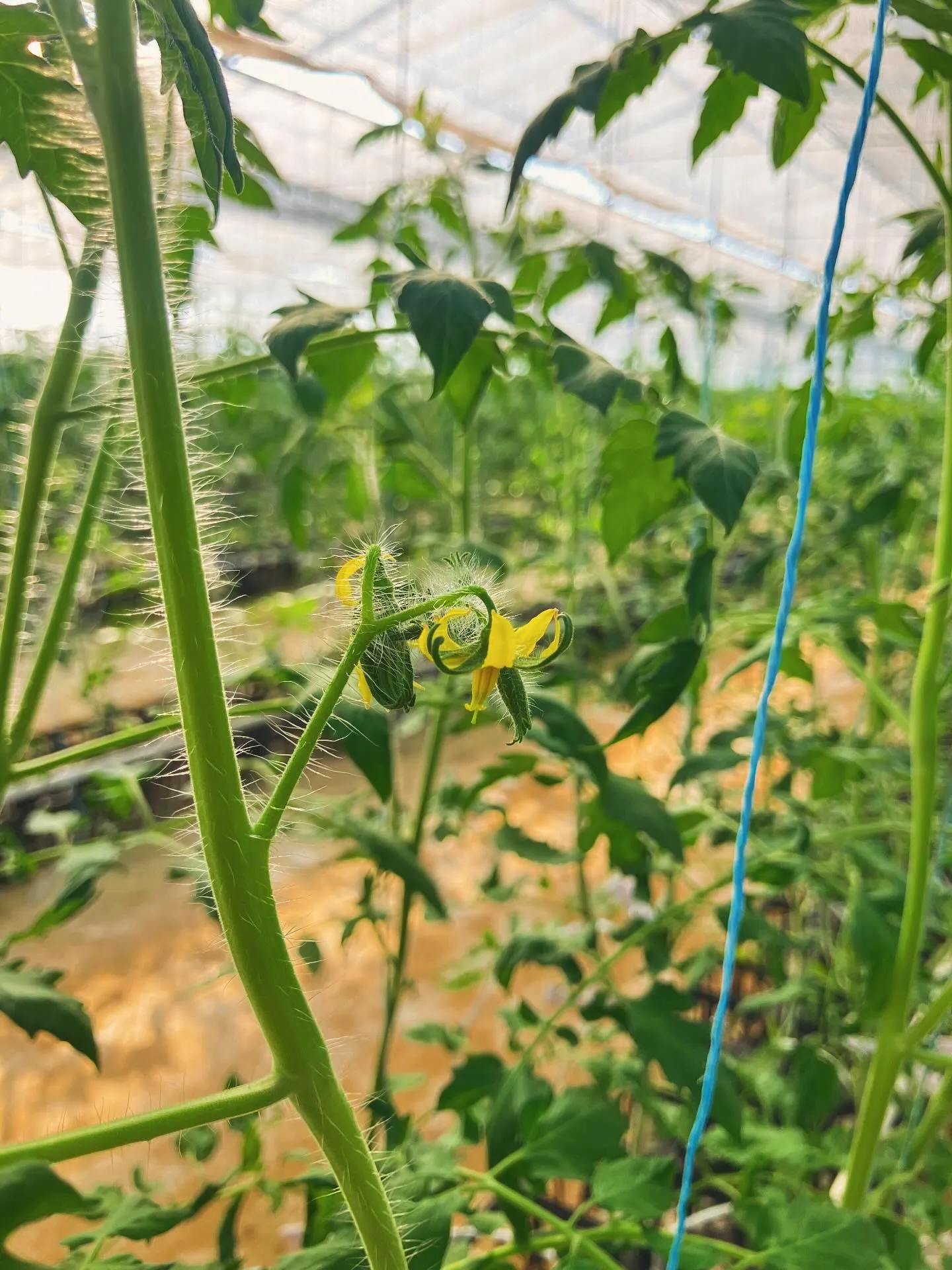 液肥栽培と管理